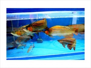 Arowana fishes of all breed for sale NOW TEXT US 9544594378