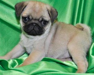 amazing pug puppies for rehoming.