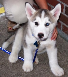 Adorable Siberian Husky Puppy For Christmas