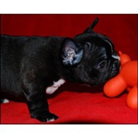 Sweet and Adorable French Bulldog Puppies