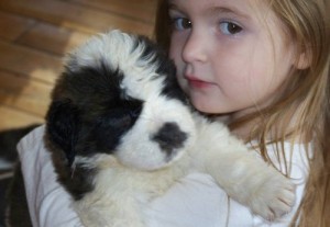 Charming Male &amp; Female Saint Bernard Puppies For Sale