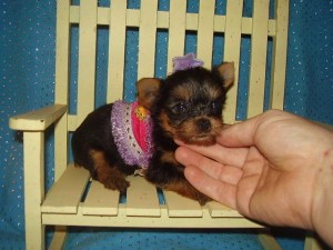 Xmas Cute Teacup Yorkie Puppies For Re -Homing~