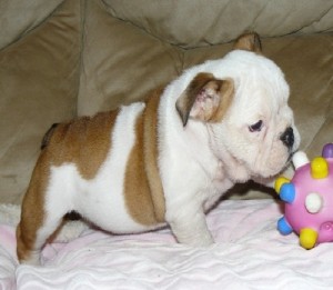 Top Quality English Bulldog Puppies Ready For XMass