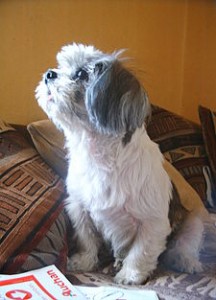 gorgeous shih tzu puppies for adoption