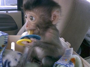 healthy capuchin monkey for adoption