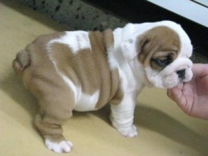 Cute Bulldog Puppy Vicky ready to go home