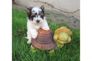 cute and lovely yorkie puppies for adoption