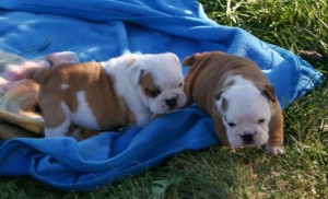 Quality English Bulldog Puppies Available For Sale