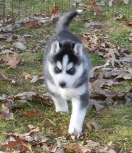 male and female siberian husky puppies for your x-mas