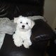 male and female Adorable maltese puppies