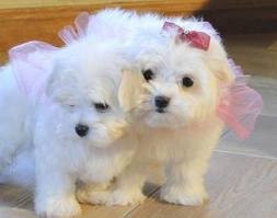 Adorable male and female maltese puppies for loving homes only