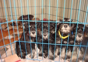 CUTE AND LOVELY SCHNAUZER PUPPIES FOR GOOD AND LOVELY FAMILIES