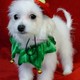 Heathy adorable Maltese puppy for rehoming