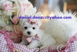 Gorgeous White Male and Female Teacup Maltese Puppies Looking for a new caring Home