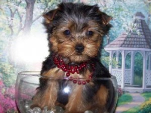 healthy yorkies puppies looking for a  new  home