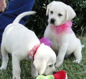 Adorable 10 wks old Labrador Retriever puppies for adoption