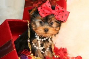 extremely cute teacup yorkie puppies available for adoption