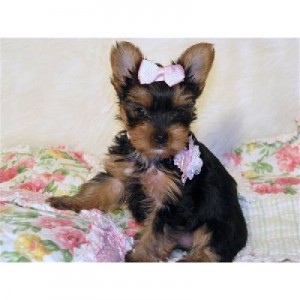 YORKIE PUPPIES