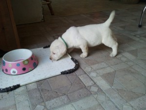 Adorable Christmas  Labrador Retriever puppies available