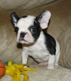 Four Beautiful French Bulldog Puppies