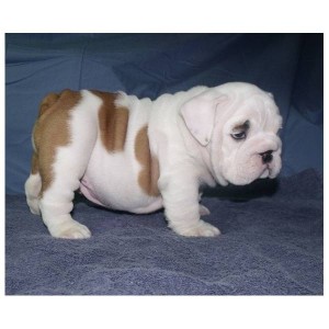 English bulldog puppies