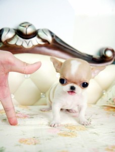 tiny toy chihuahua puppies available.