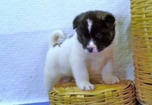 Akita puppies for sale