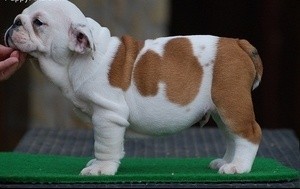 Healthy english bulldog puppies for free adoption