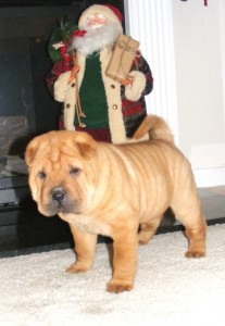 Female Chinese Shar-Pei.