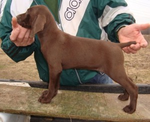 Female German Shorthaired Pointer...