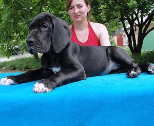 Female Great Dane.