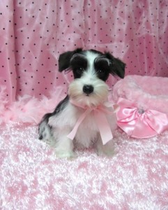 female Miniature Schnauzer