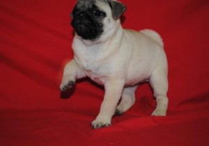 Female Pug