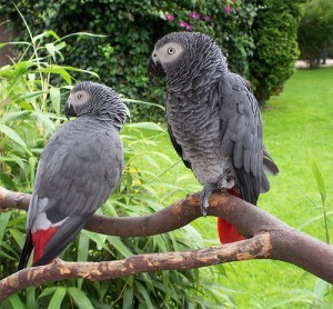 Two beautiful Talking Macaw Parrots for free adoption