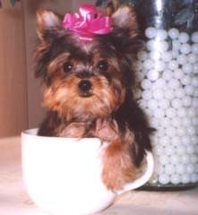 CUTE YORKSHIRE TERRIER PUPPIES.(406) 797-5555 for more info