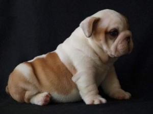 Pure White X mas English Bulldog puppies