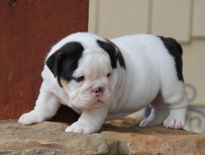 X mas Quality English bulldog puppies seeking new homes