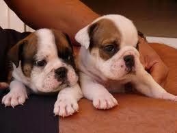 Multi colored X mas English Bulldog puppies.