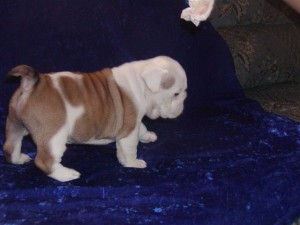 Well trained English Bulldog puppies ready for X mas