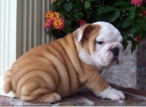 Most beautiful and Gorgeous X mas English Bulldog puppies