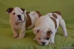 Two lovely X mas English bulldog puppies