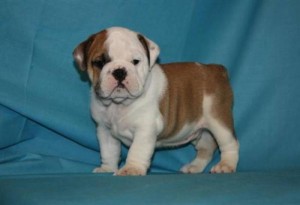 Charming White English Bulldog puppies ready for X mas