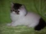 Up Comming Xmas Male And Female Persian Kittens For Sale