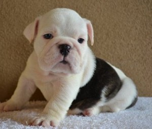 Purebreed English Bulldog puppies 4 X mas X mas