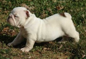 Affordable X MAS English Bulldog puppies ready for new loving homes