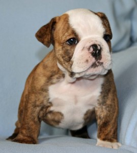 Charming white Purebred English Bulldog puppies