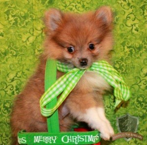 4)Smart and charming male and female Pomeranian puppies