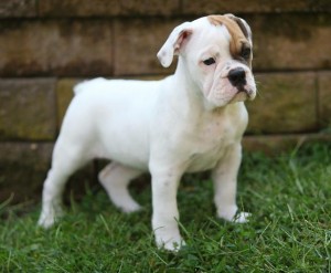 Excellent colored English Bulldog pups 4 XMAS