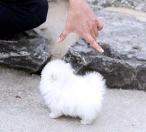 Pomeranian Puppies