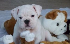 Gorgeous Litter Vet checked Before English Bulldog Puppies